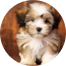 Havachon Puppies For Sale - Seaside Pups